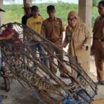 Geger! Pasang ‘Bubu’ di Sungai, Warga Pakuan Ratu Way Kanan Dapat Buaya