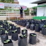 ‘Urban Farming’, Pengurus Masjid Al Iman Gedong Meneng Rajabasa Manfaatkan Lingkungan Masjid Untuk Bercocok Tanam