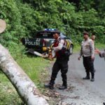 Cegah Kecelakaan, Wakapolres Lambar Singkirkan Pohon Tumbang di Jalan Lintas Liwa-Krui