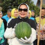 Ketua TP PKK Provinsi Lampung Riana Sari Arinal Panen Buah dan Sayur di Kebun PKK Agropark Sabah Balau