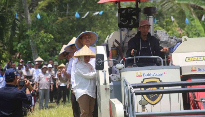 Kementan RI Panen Raya Padi di Suoh Lampung Barat