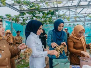‎Ketua TP PKK Provinsi Lampung Panen Anggur dan Melon di PKK Agro Park ‎