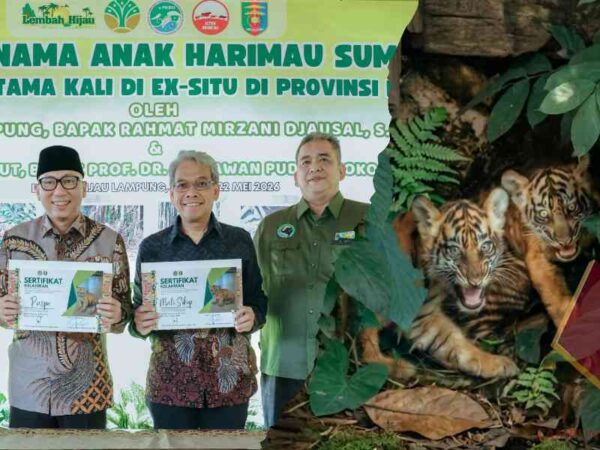 Gubernur Lampung Kenalkan Puspa dan Muli Sikop, Anak Harimau Sumatera di Taman Satwa Lembah Hijau
