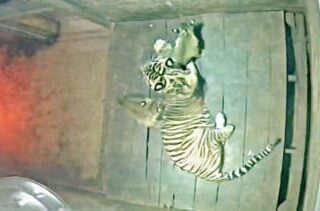 Pasangan Kiyai Batua dan Sinta Lahirkan 2 Anak Harimau di LK Taman Satwa Lembah Hijau