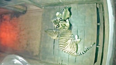 Pasangan Kiyai Batua dan Sinta Lahirkan 2 Anak Harimau di LK Taman Satwa Lembah Hijau