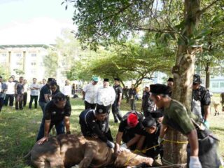 Idul Adha 1447 H, UIN Raden Intan Lampung Sembelih 12 Sapi dan 7 Kambing