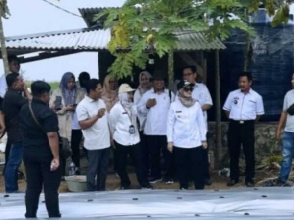 Bupati Lamtim Tinjau Smart Farming Cabai di Desa Marga Toto, Dorong Pertanian Berbasis Teknologi