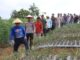 Bupati dan Kapolres Lambar Tinjau Lokasi Budi Daya Bawang Putih di Sukau