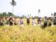Nanda Indira: Pendampingan Petani Penting Untuk Tingkatkan Produktivitas Hasil Panen
